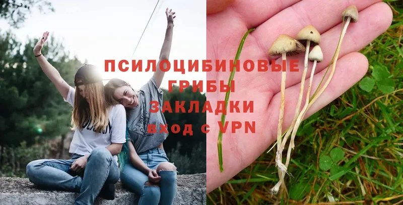 Псилоцибиновые грибы Psilocybe  Жуковка 